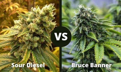 Sour Diesel vs Bruce Banner