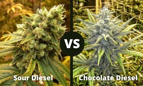 Sour Diesel vs Chocolate Diesel