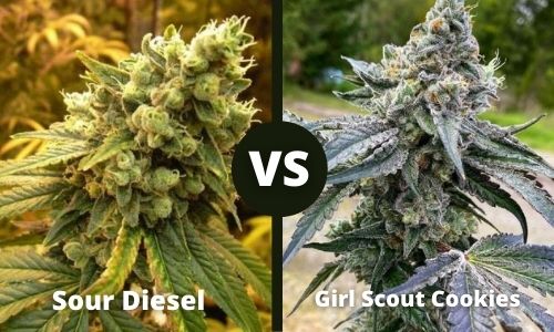 Sour Diesel vs Girl Scout Cookies