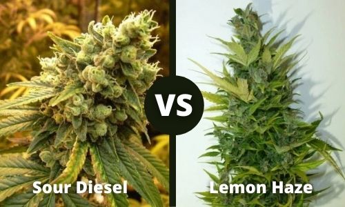 Sour Diesel vs Lemon Haze