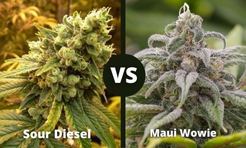Sour Diesel vs Maui Wowie