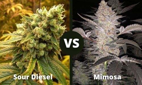 Sour Diesel vs Mimosa