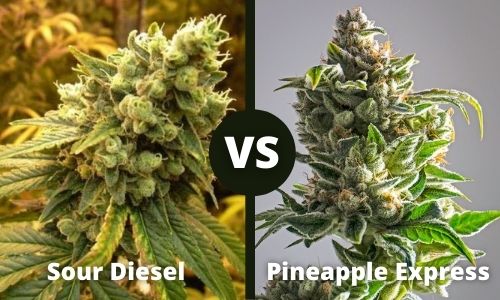 Sour Diesel vs Pineapple