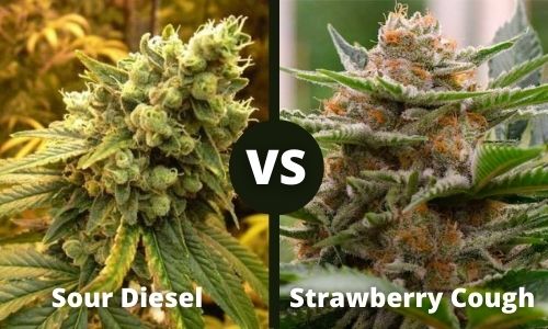 Sour Diesel vs Strawberry Cough