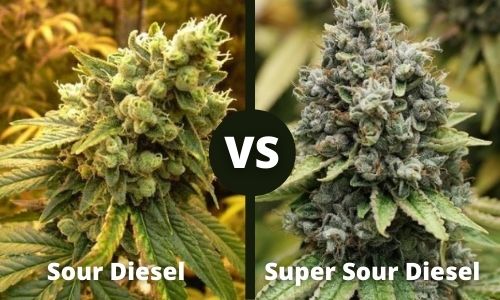 Sour Diesel vs Super Sour Diesel