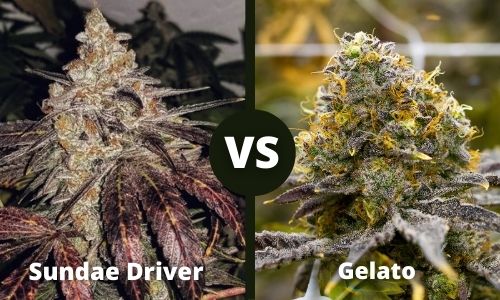 Sundae Driver vs Gelato