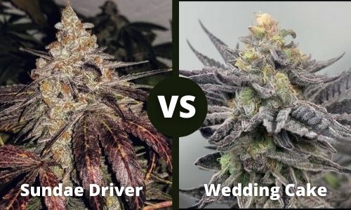 Sundae Driver vs Wedding Cake