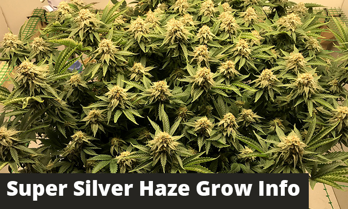 Super Silver Haze Grow Info