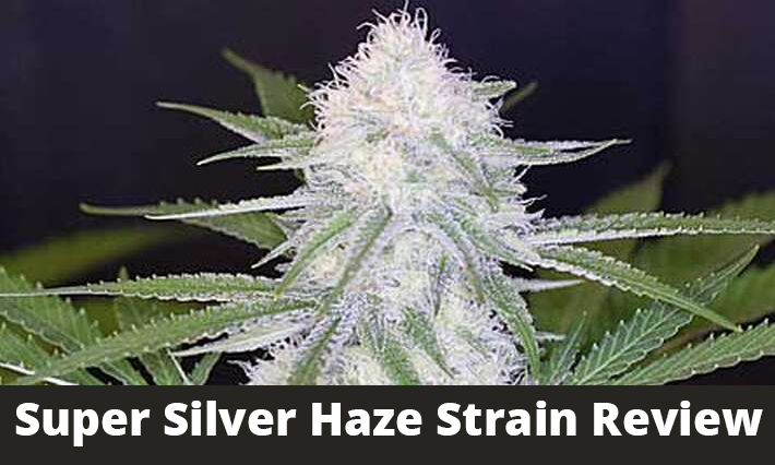Super Silver Haze Strain Review