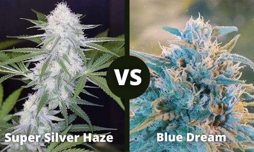 Super Silver Haze vs Blue Dream