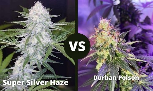 Super Silver Haze vs Durban Poison