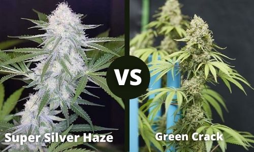 Super Silver Haze vs Green Crack