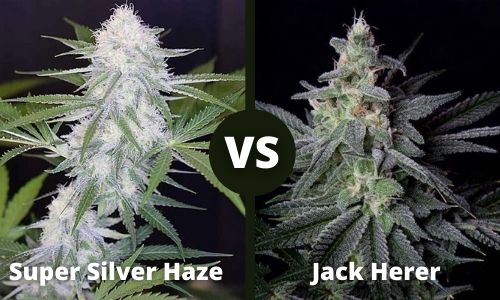 Super Silver Haze vs Jack Herer