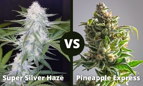 Super Silver Haze vs Pineapple