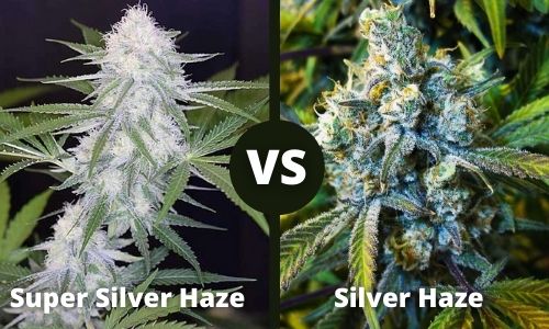Super Silver Haze vs Silver Haze
