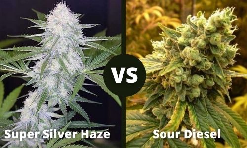 Super Silver Haze vs Sour Diesel