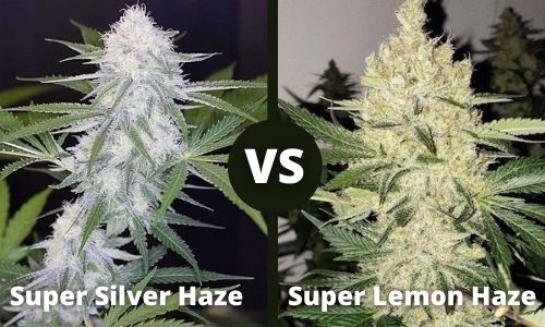 Super Silver Haze vs Super Lemon Haze