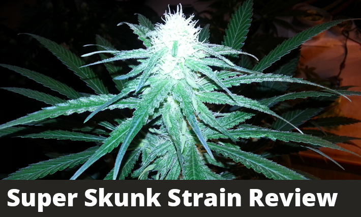 Super Skunk Strain Review
