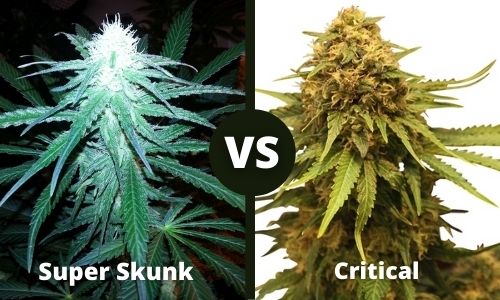 Super Skunk vs Critical