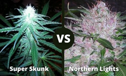 Super Skunk vs Northern Lights