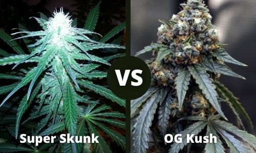 Super Skunk vs OG Kush