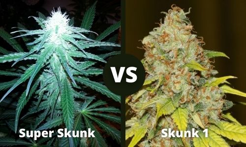 Super Skunk vs Skunk 1