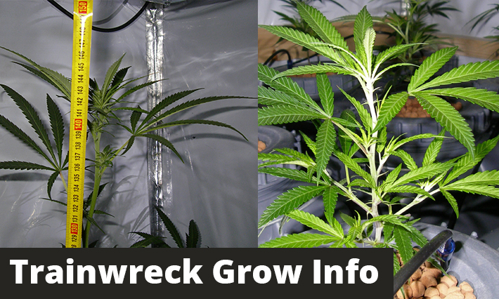 Trainwreck-Grow-Info