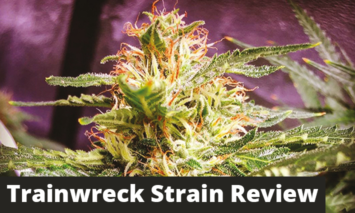 Trainwreck Strain Review