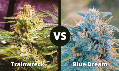 Trainwreck vs Blue Dream