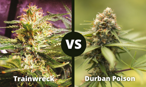 Trainwreck vs Durban Poison