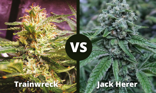 Trainwreck vs Jack Herer