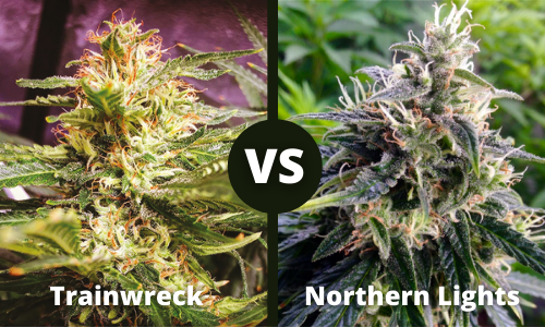 Trainwreck vs Northern Lights