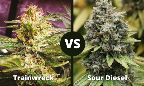 Trainwreck vs Sour Diesel