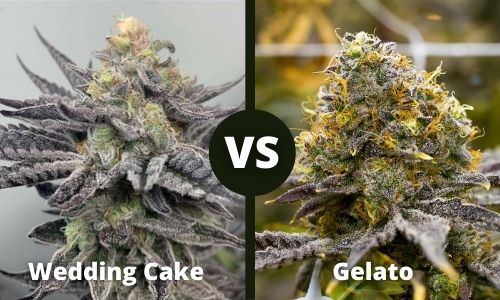 Wedding Cake vs Gelato