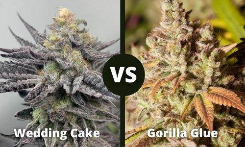 Wedding Cake vs Gorilla Glue