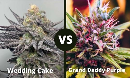 Wedding Cake vs Grand Daddy Purple