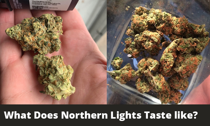 What Does Northern Lights Taste like