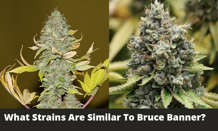What Strains Are Similar To Bruce Banner