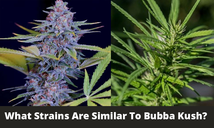 What Strains Are Similar To Bubba Kush?