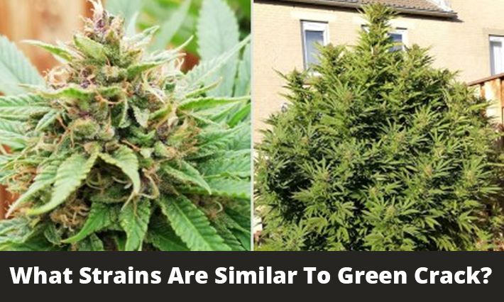 What Strains Are Similar To Green Crack?