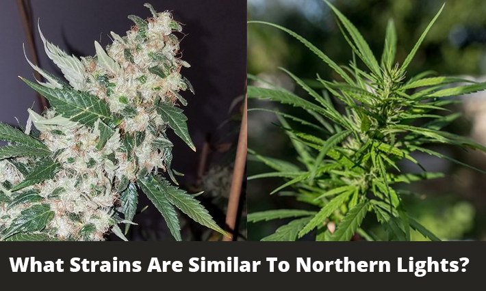 What Strains Are Similar To Northern Lights