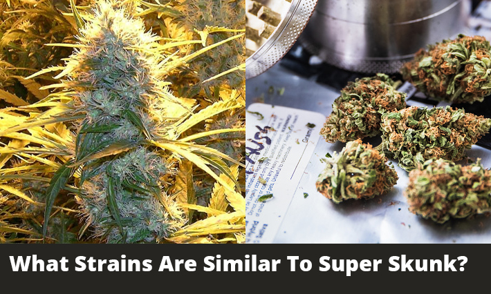 What Strains Are Similar To Super Skunk?
