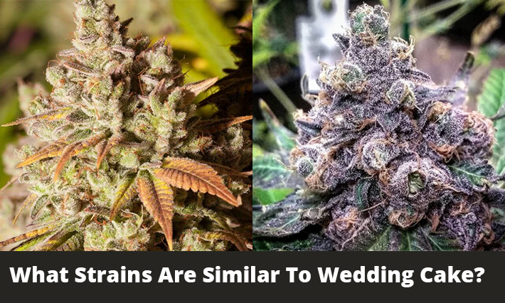 What Strains Are Similar To Wedding Cake