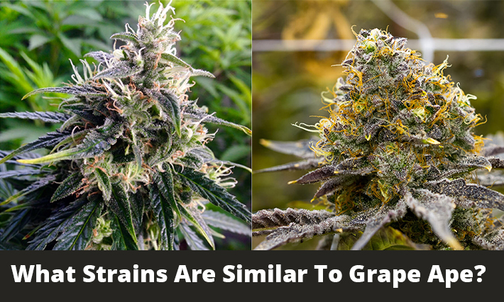 What Strains Are Similar to Grape Ape