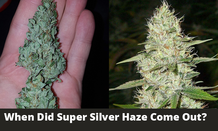 When Did Super Silver Haze Come Out?