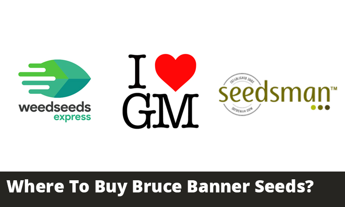Where To Buy Bruce Banner Seeds