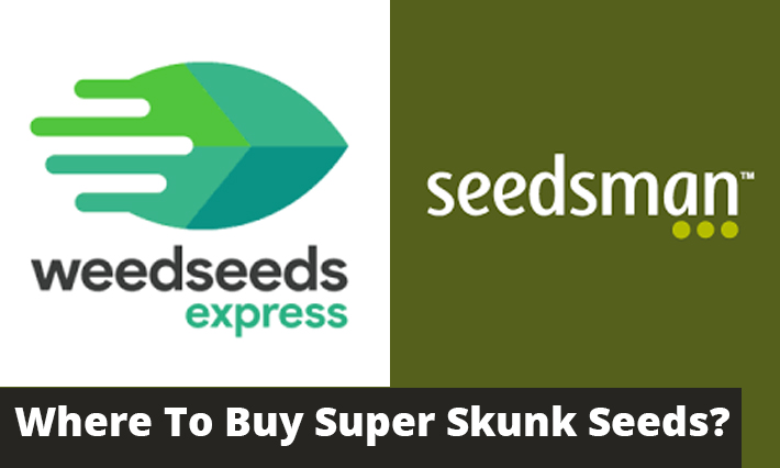 Where-To-Buy-Super-Skunk-Seeds