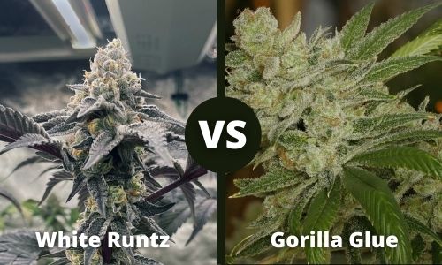 White Runtz vs Gorilla Glue