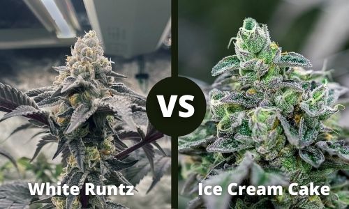 White Runtz vs Ice Cream Cake