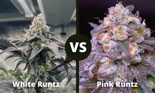 White Runtz vs Pink Runtz